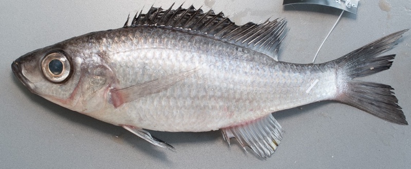 Diplotaxodon sp. 'limnothrissa black-dorsal'